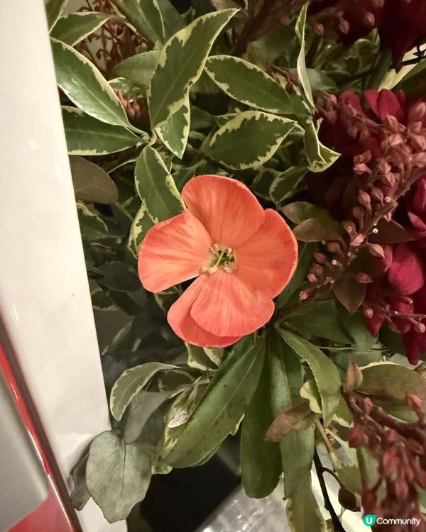 🌺🌺Say Hi to February🌺🌺