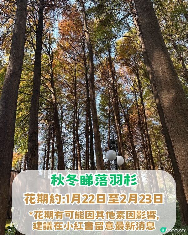 深圳羅湖區5 大個寶藏打卡點📸 高空日落+森林秘境+復古火車