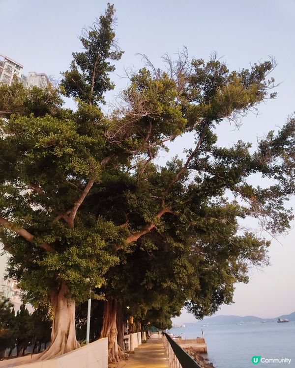 💖✨情人節幻愛橋浪漫夜 💖✨