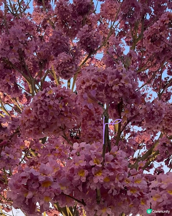 【冬季賞花】市區中綻放的紫花風鈴木