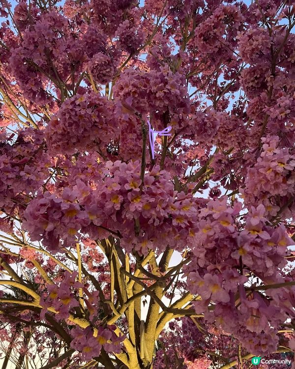 【冬季賞花】市區中綻放的紫花風鈴木