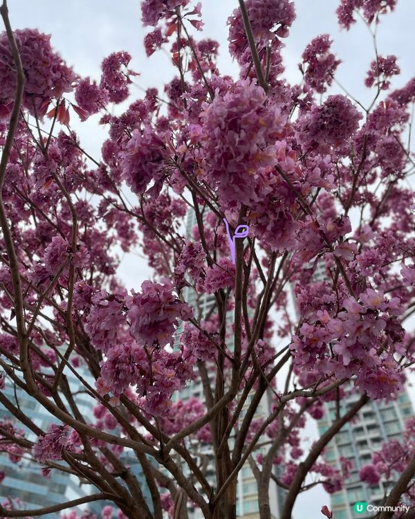 【冬季賞花】市區中綻放的紫花風鈴木