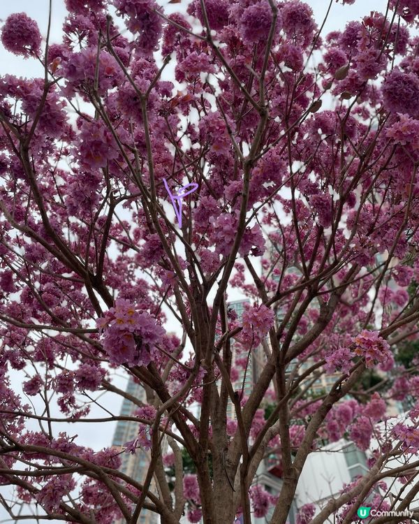 【冬季賞花】市區中綻放的紫花風鈴木