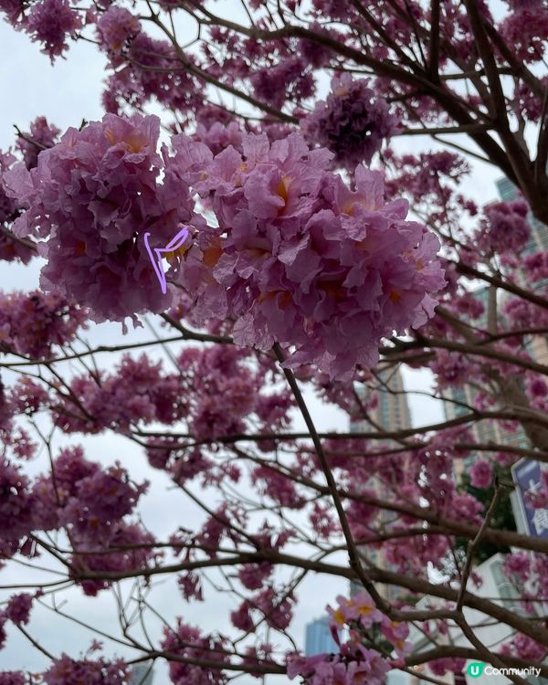 【冬季賞花】市區中綻放的紫花風鈴木