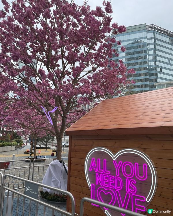 【冬季賞花】市區中綻放的紫花風鈴木