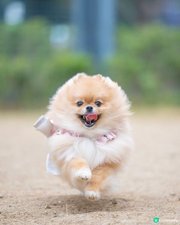 啟德零售館3附近狗公園