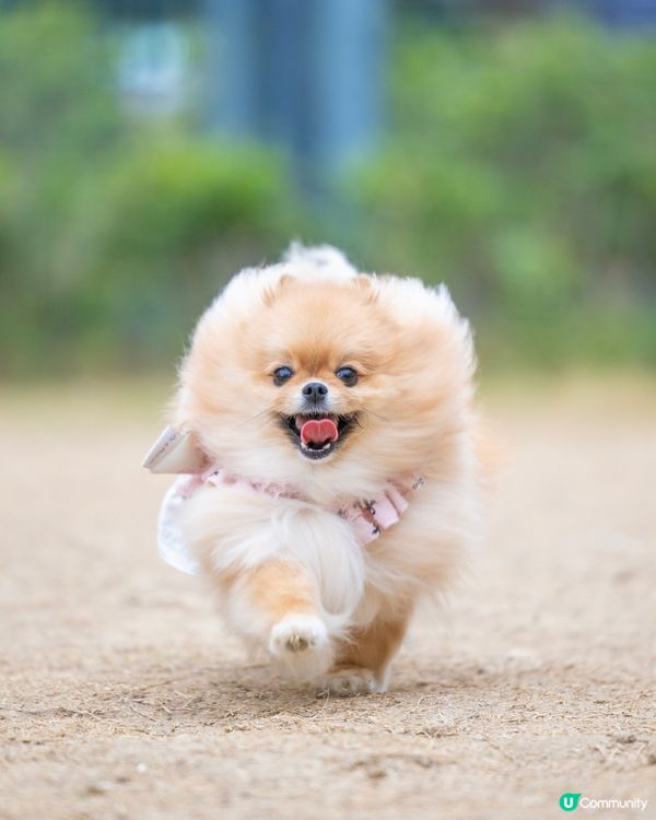 啟德零售館3附近狗公園