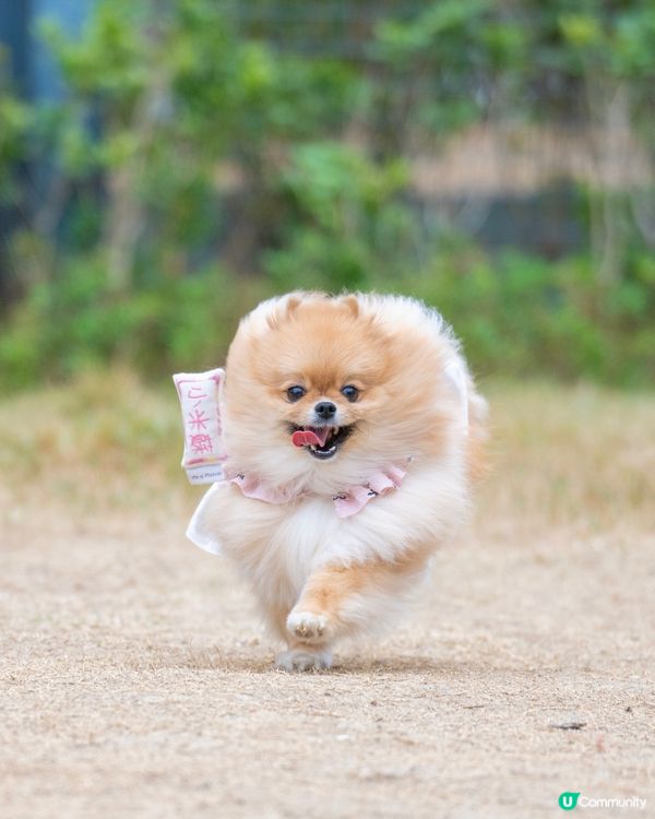 啟德零售館3附近狗公園