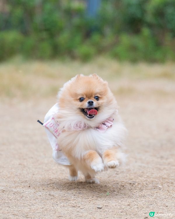 啟德零售館3附近狗公園
