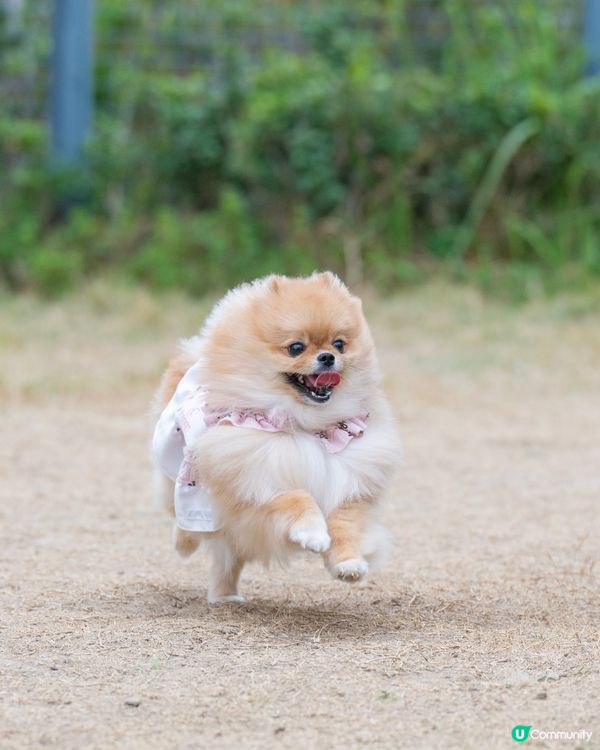 啟德零售館3附近狗公園