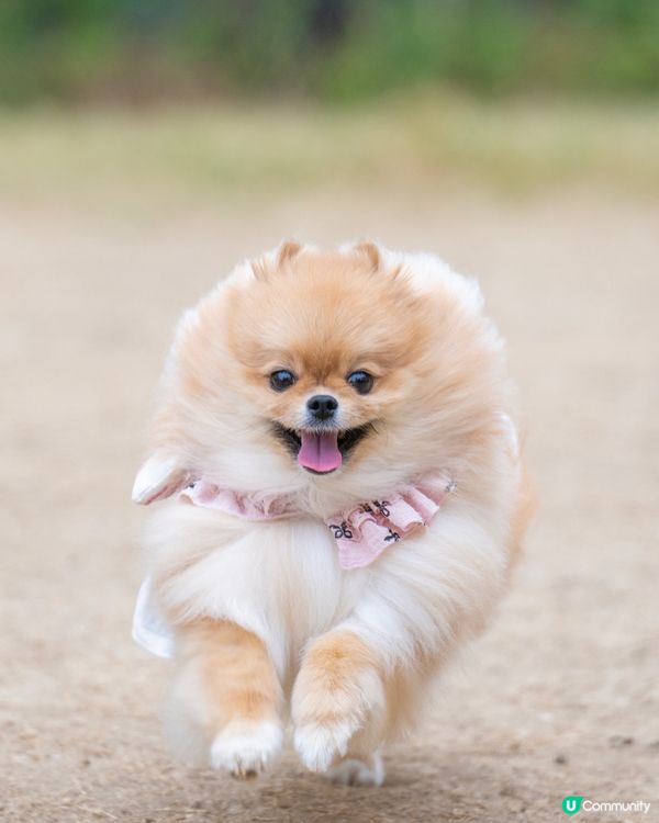 啟德零售館3附近狗公園