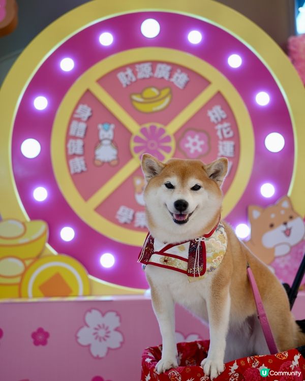 🦊柴運亨通新春樂園🧧