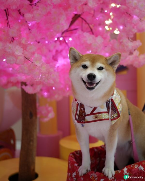 🦊柴運亨通新春樂園🧧