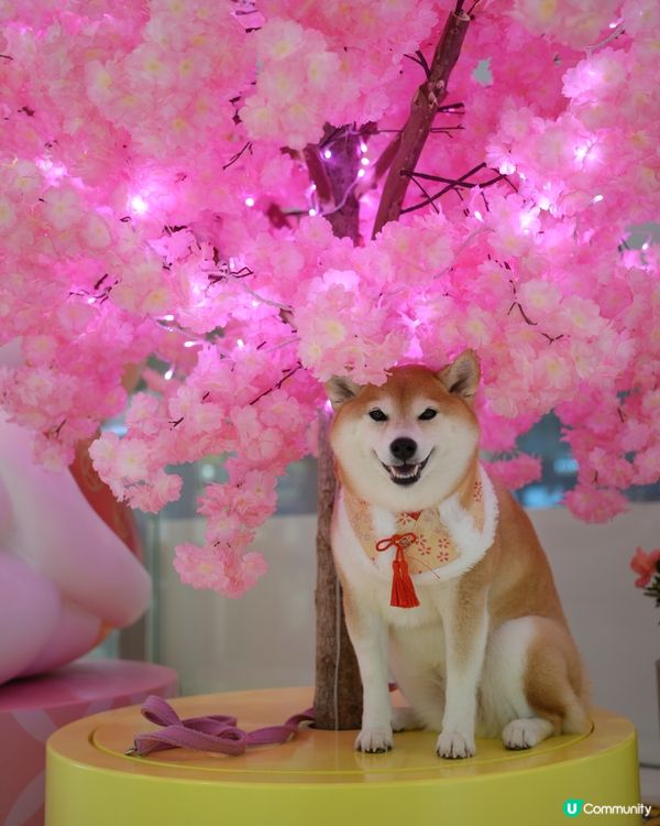 🦊柴運亨通新春樂園🧧