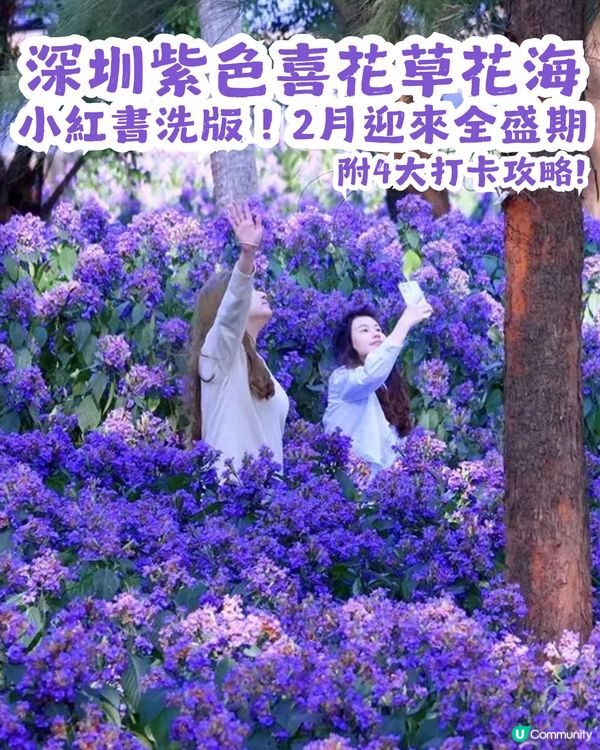 小紅書洗版！深圳紫色喜花草花海💜2月迎來全盛期