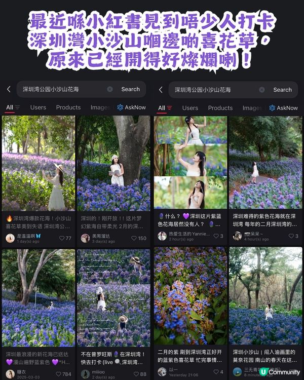 小紅書洗版！深圳紫色喜花草花海💜2月迎來全盛期