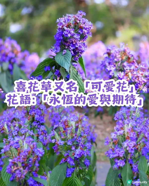 小紅書洗版！深圳紫色喜花草花海💜2月迎來全盛期