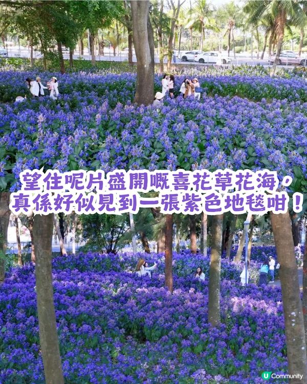 小紅書洗版！深圳紫色喜花草花海💜2月迎來全盛期