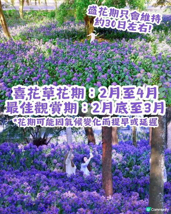 小紅書洗版！深圳紫色喜花草花海💜2月迎來全盛期