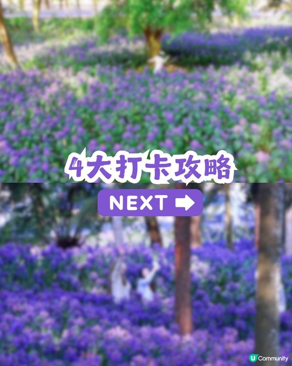 小紅書洗版！深圳紫色喜花草花海💜2月迎來全盛期