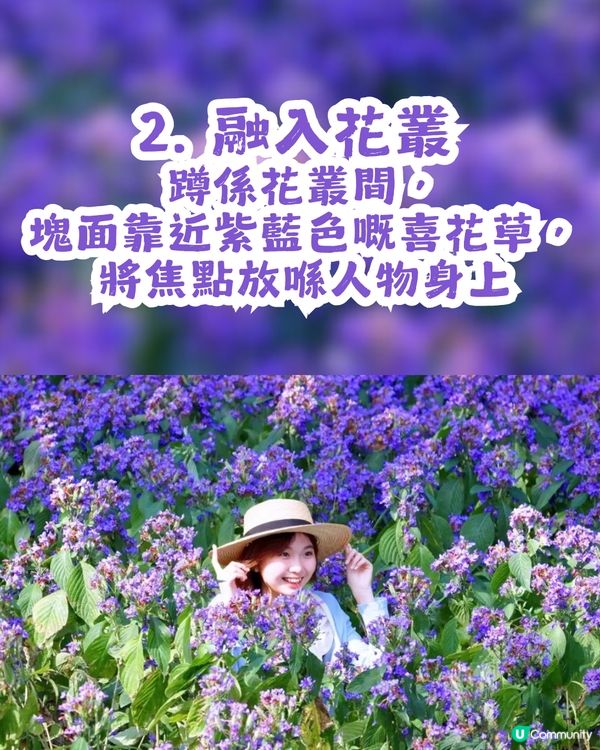 小紅書洗版！深圳紫色喜花草花海💜2月迎來全盛期