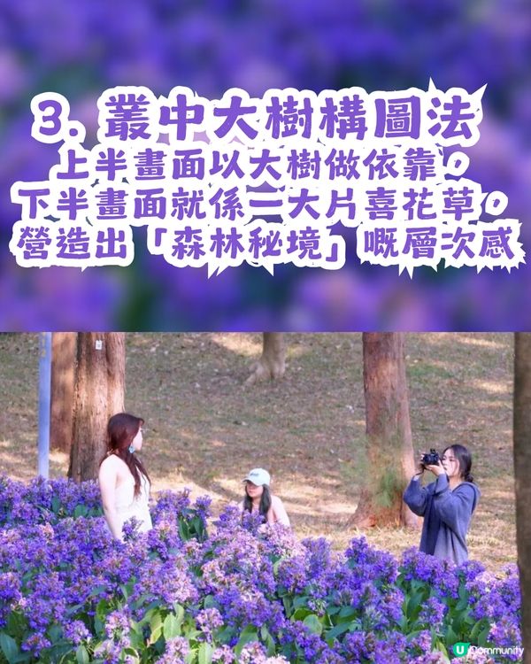 小紅書洗版！深圳紫色喜花草花海💜2月迎來全盛期