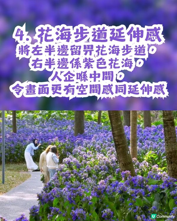 小紅書洗版！深圳紫色喜花草花海💜2月迎來全盛期