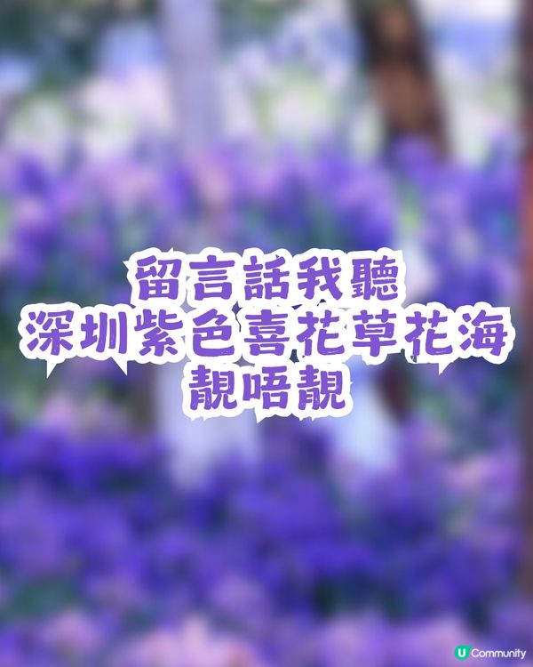 小紅書洗版！深圳紫色喜花草花海💜2月迎來全盛期