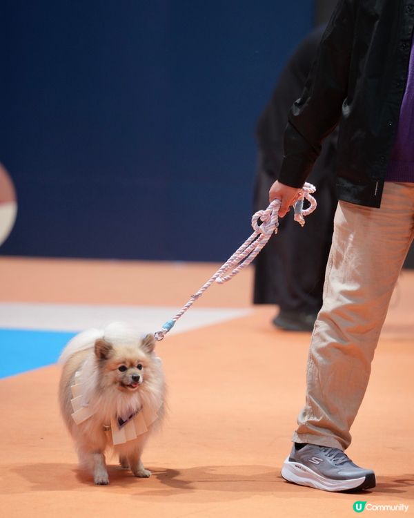 浪琴香港國際馬術盛典