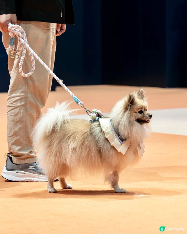 浪琴香港國際馬術盛典