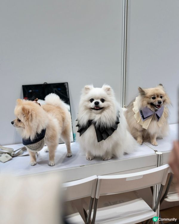 浪琴香港國際馬術盛典