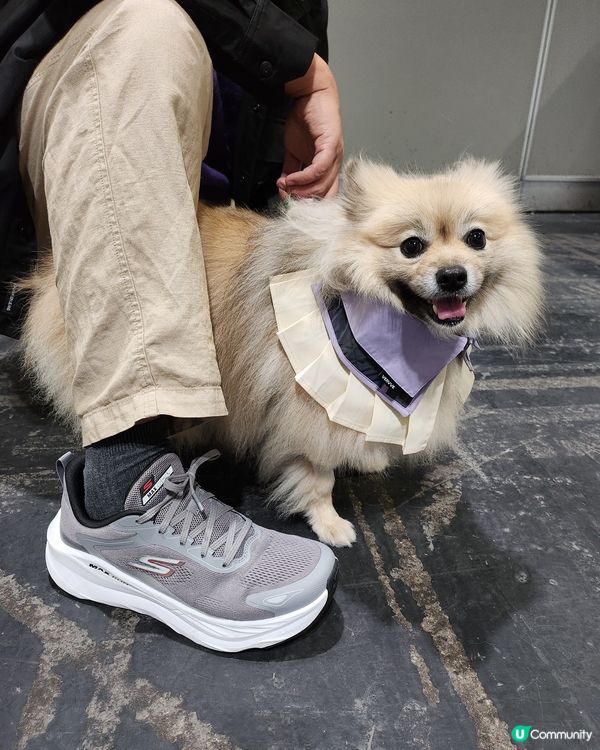 浪琴香港國際馬術盛典