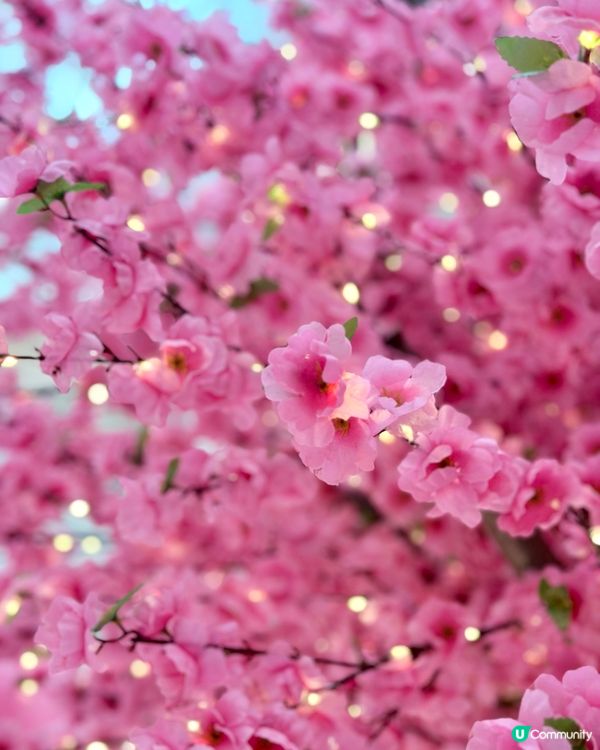花開結緣！新城市廣場超夢幻花園🌸✨