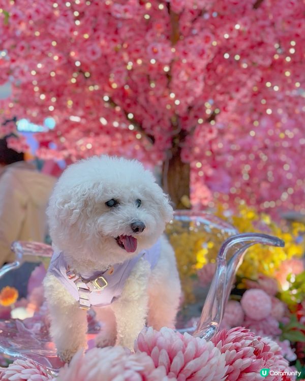 花開結緣！新城市廣場超夢幻花園🌸✨