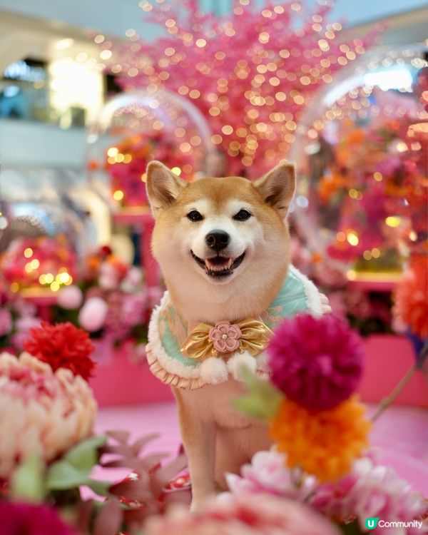 🌺花結春園🌸