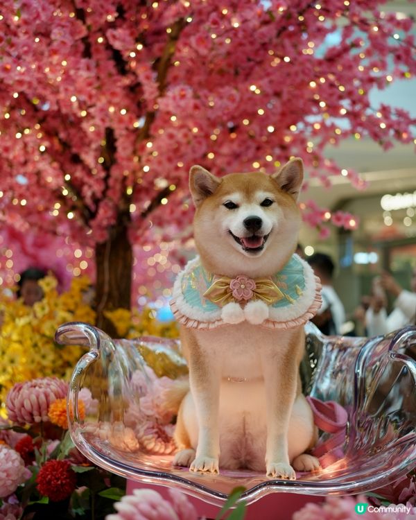 🌺花結春園🌸