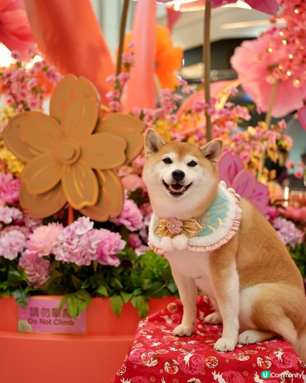 🌺花結春園🌸