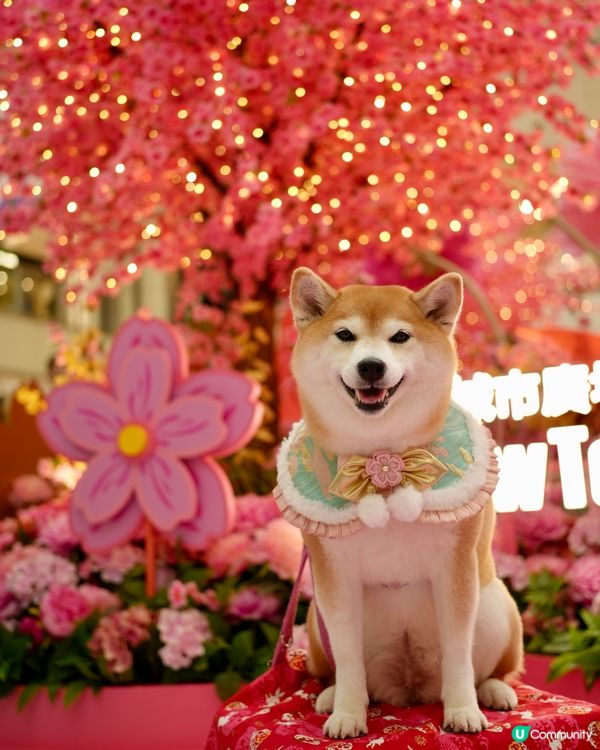 🌺花結春園🌸