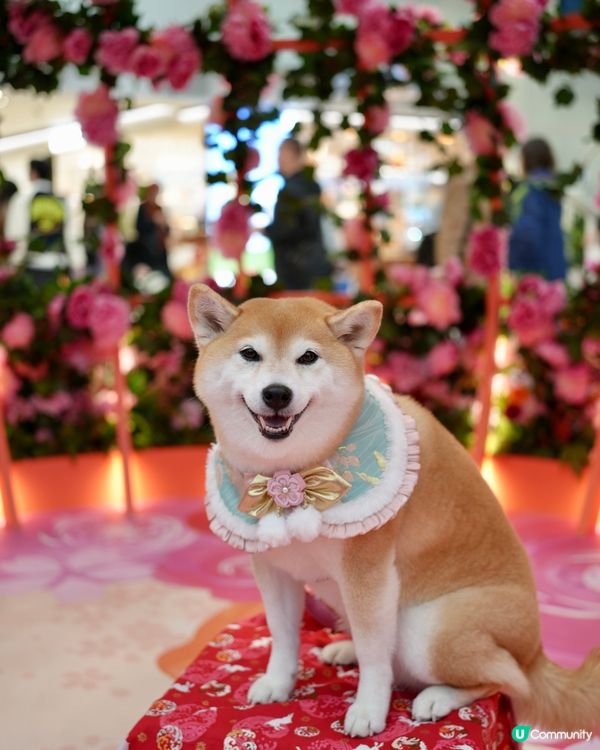 🌺花結春園🌸