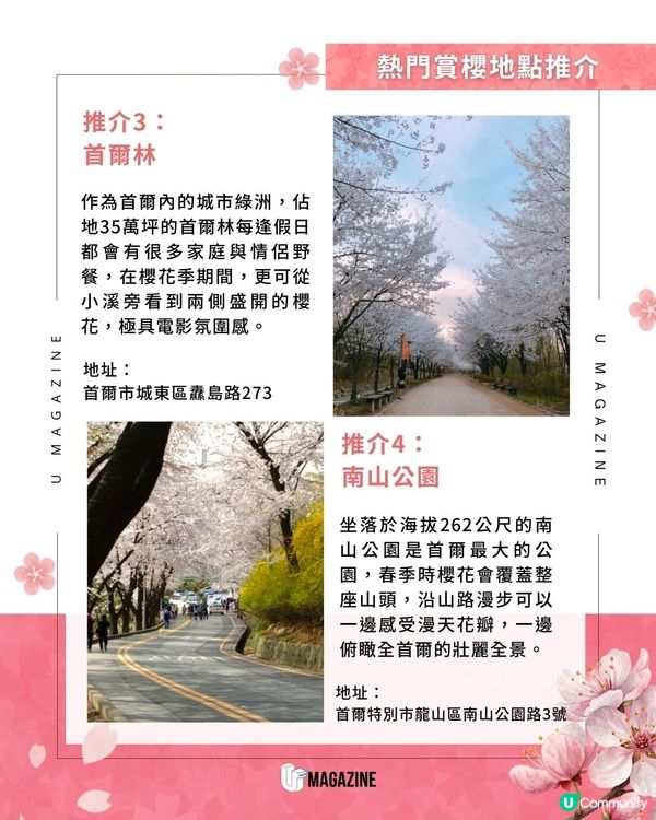韓國櫻花花期預測2026！賞櫻時間表＋4大賞櫻熱點推介                                    