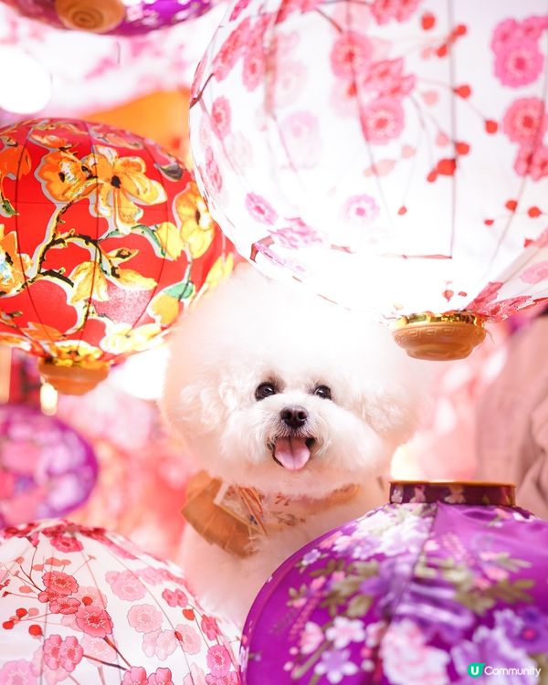 北角匯打卡📱迎新春🧨🧧✨