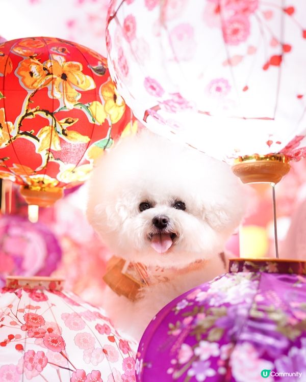 北角匯打卡📱迎新春🧨🧧✨