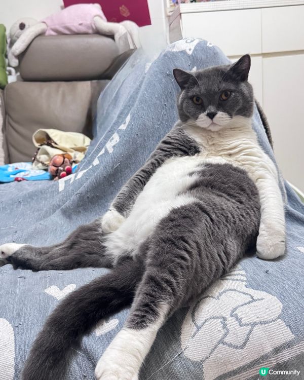 🐱東東大爺🐱