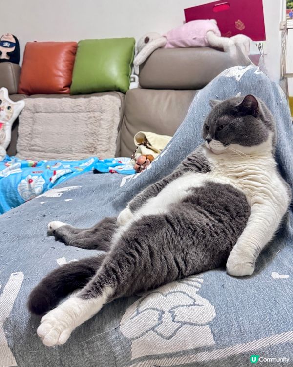 🐱東東大爺🐱