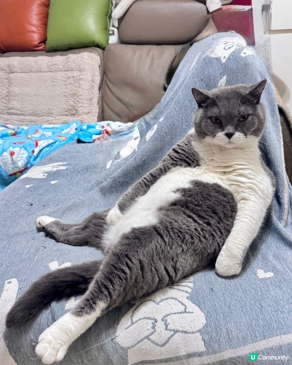🐱東東大爺🐱