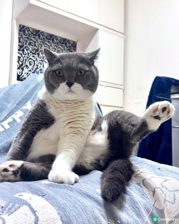 🐱東東大爺🐱