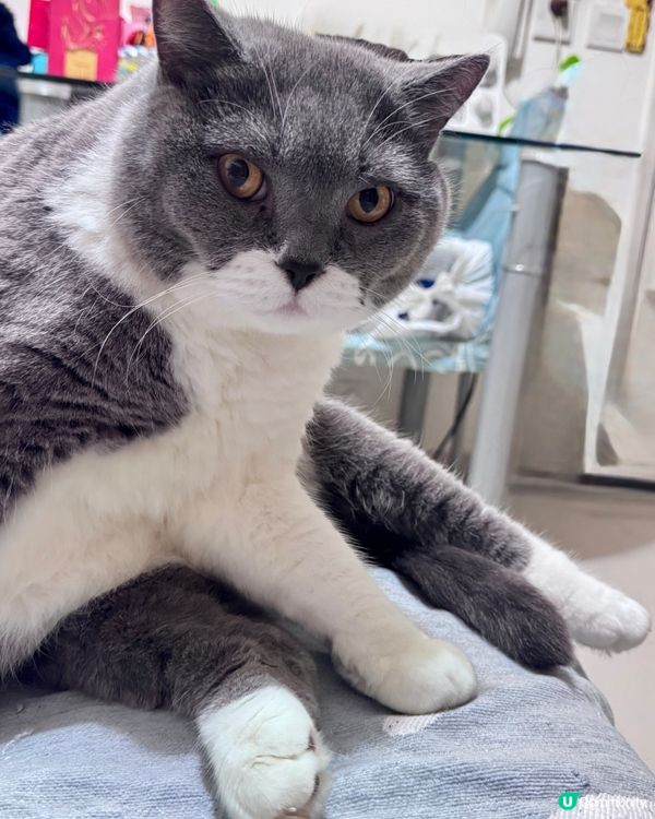 🐱東東大爺🐱