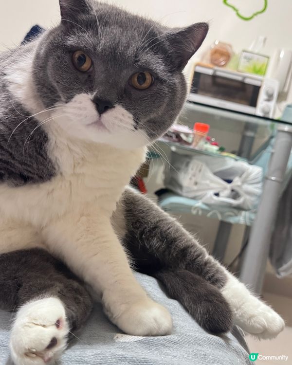 🐱東東大爺🐱