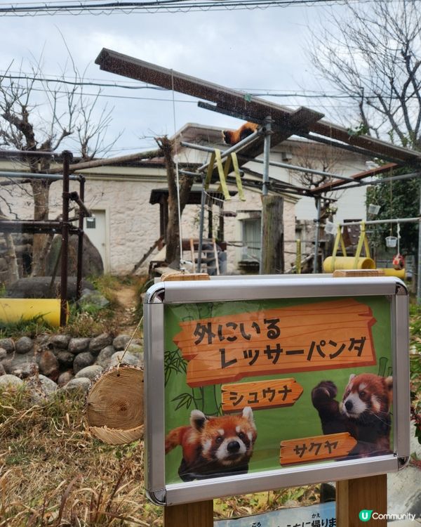 冬日大阪親子遊：天王寺動物園 🦝🐯