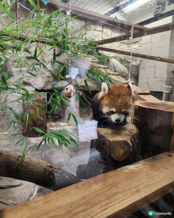 冬日大阪親子遊：天王寺動物園 🦝🐯